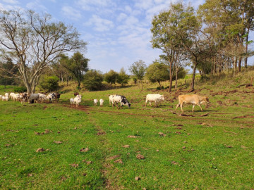 10 Alqueires na Linha S�o Jorge em Santa Helena